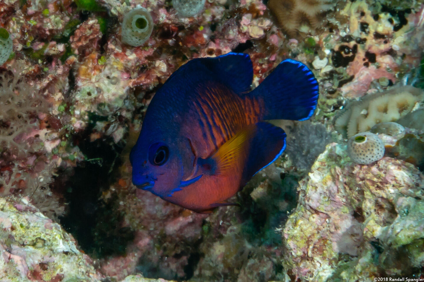 Centropyge bispinosa (Two-Spined Angelfish)