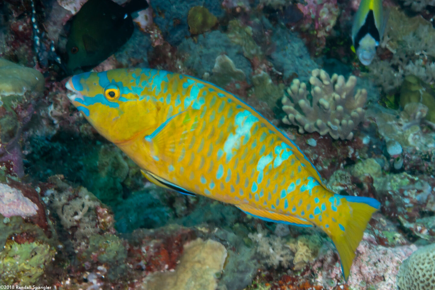 Scarus ghobban (Bluebarred Parrotfish)