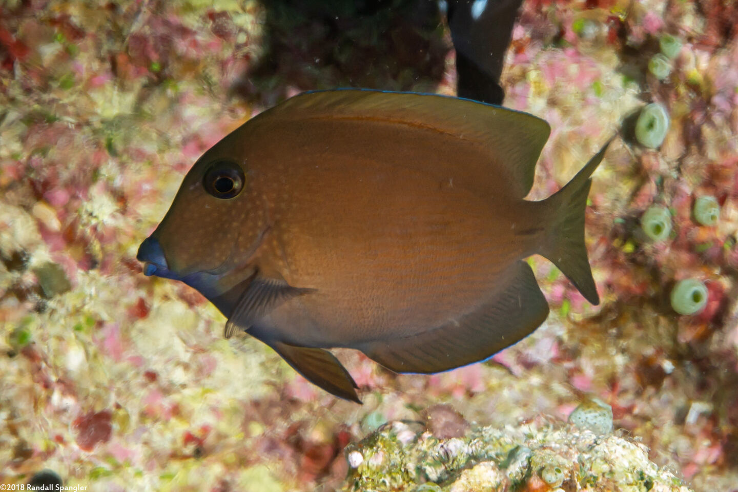 Ctenochaetus cyanocheilus (Bluelipped Bristletooth)