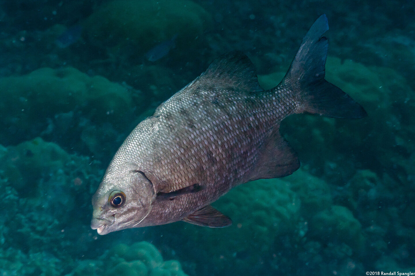 Kyphosus cinerascens (Topsail Chub)