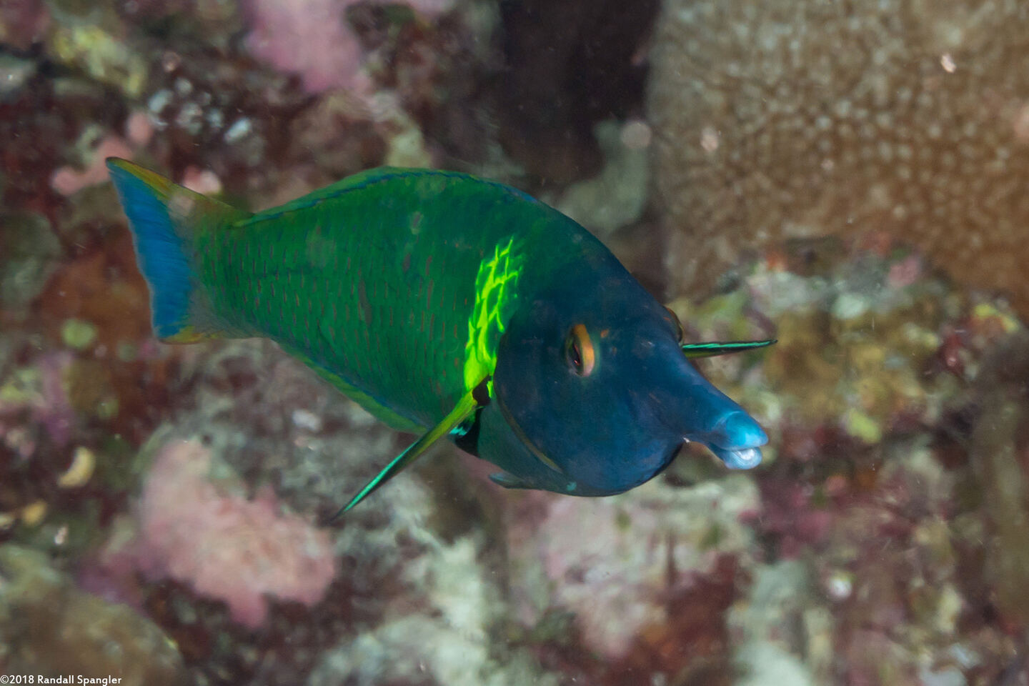 Gomphosus varius (Bird Wrasse)