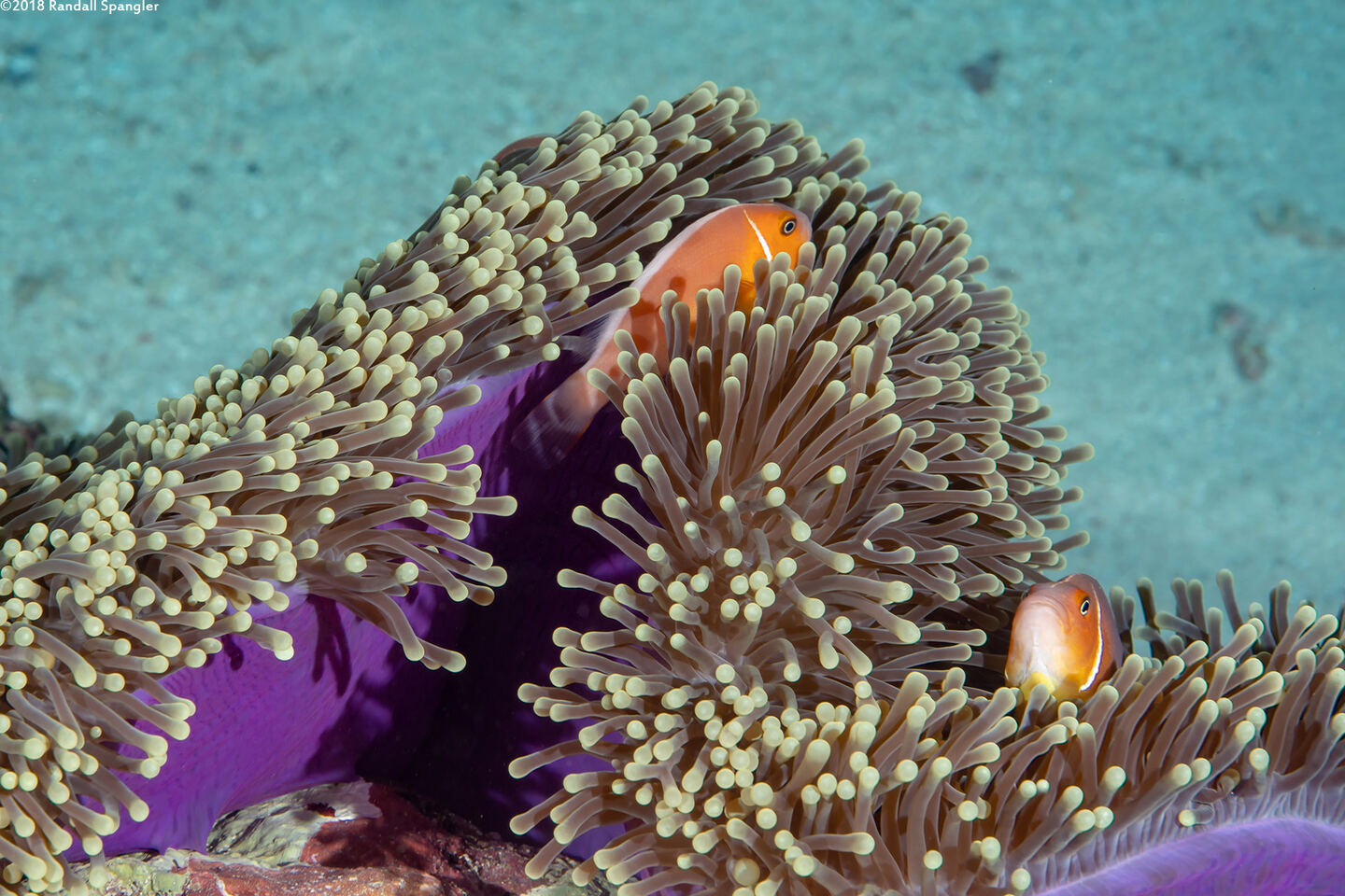 Amphiprion perideraion (Pink Anemonefish)