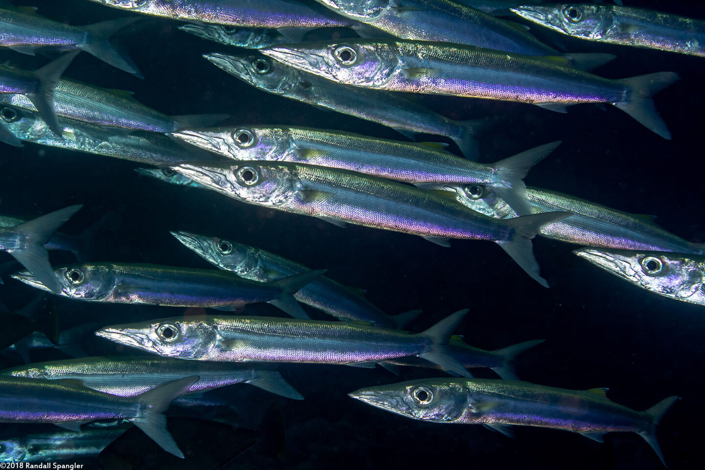 Sphyraena forsteri (Bigeye Barracuda)