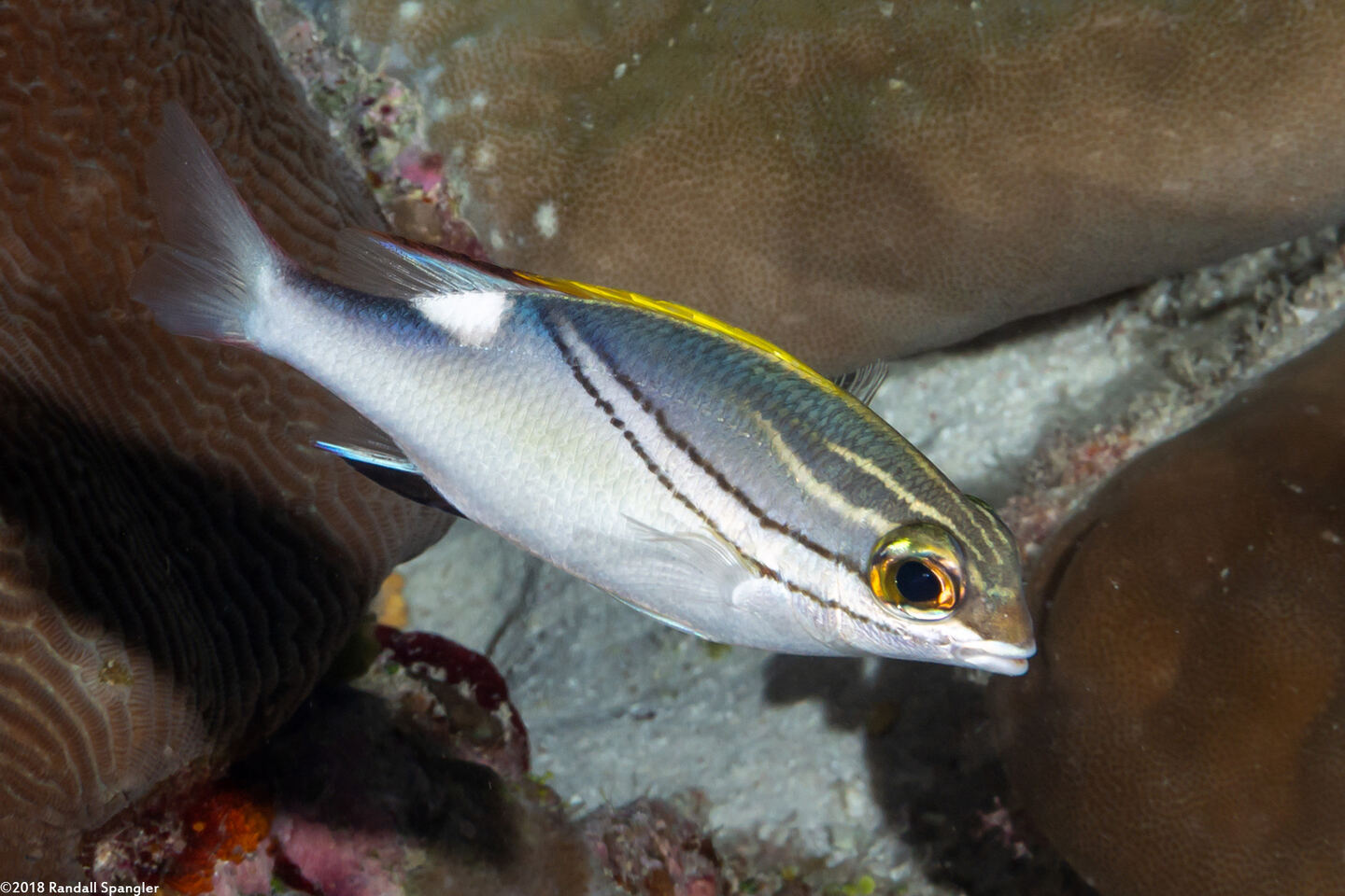 Scolopsis bilineata (Bridled Monocle Bream)