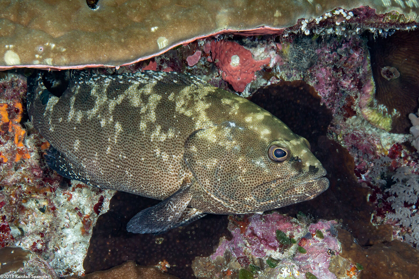 Epinephelus polyphekadion (Camouflage Grouper)
