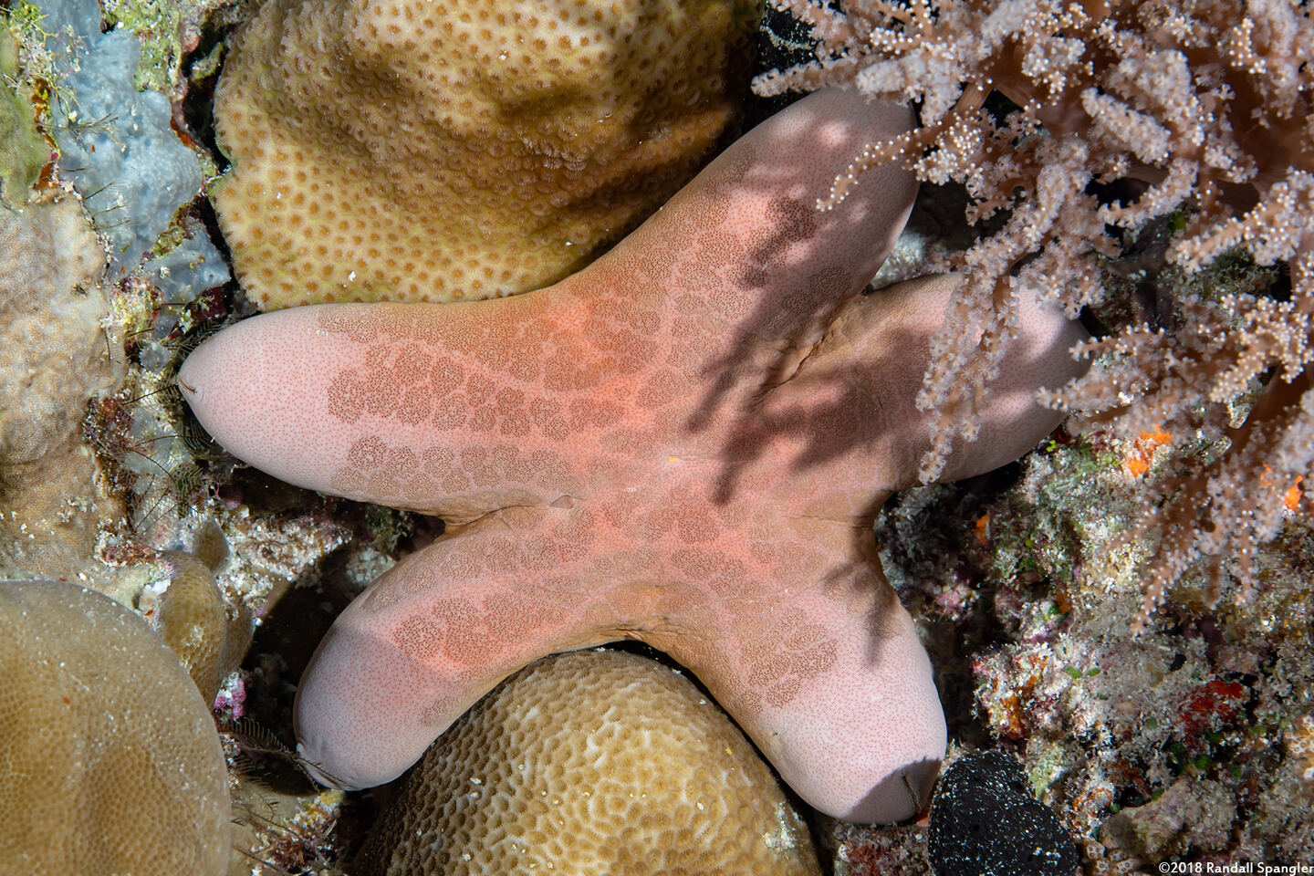 Choriaster granulatus (Granular Sea Star)