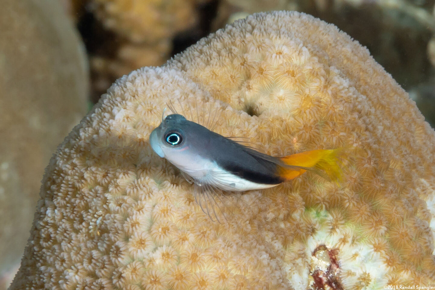 Ecsenius bicolor (Bicolor Coralblenny)