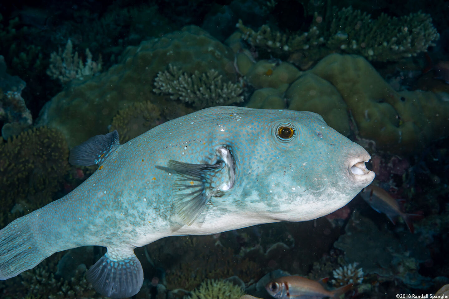 Arothron caeruleopunctatus (Blue-Spotted Puffer)