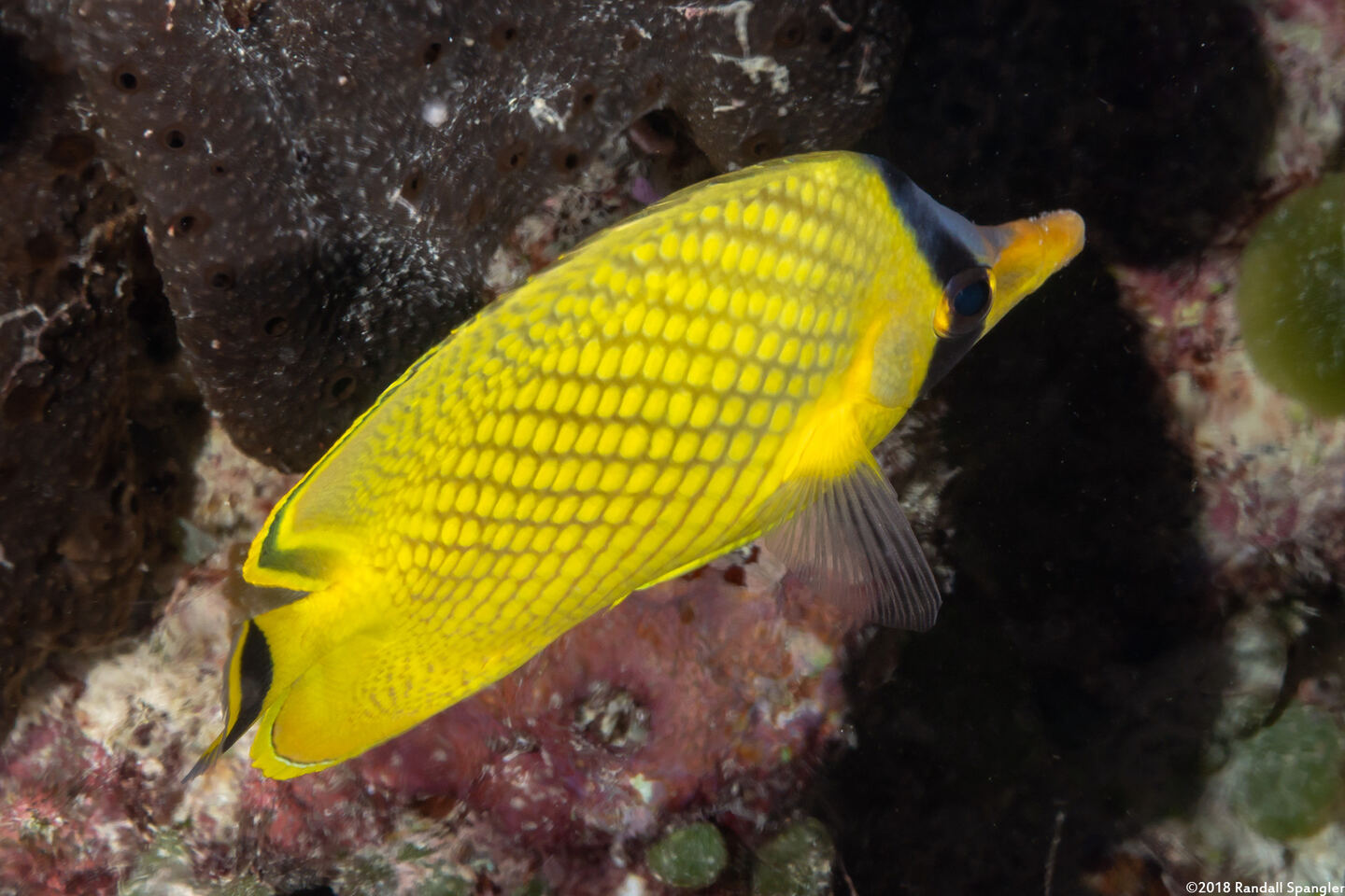 Chaetodon rafflesii (Latticed Butterflyfish)