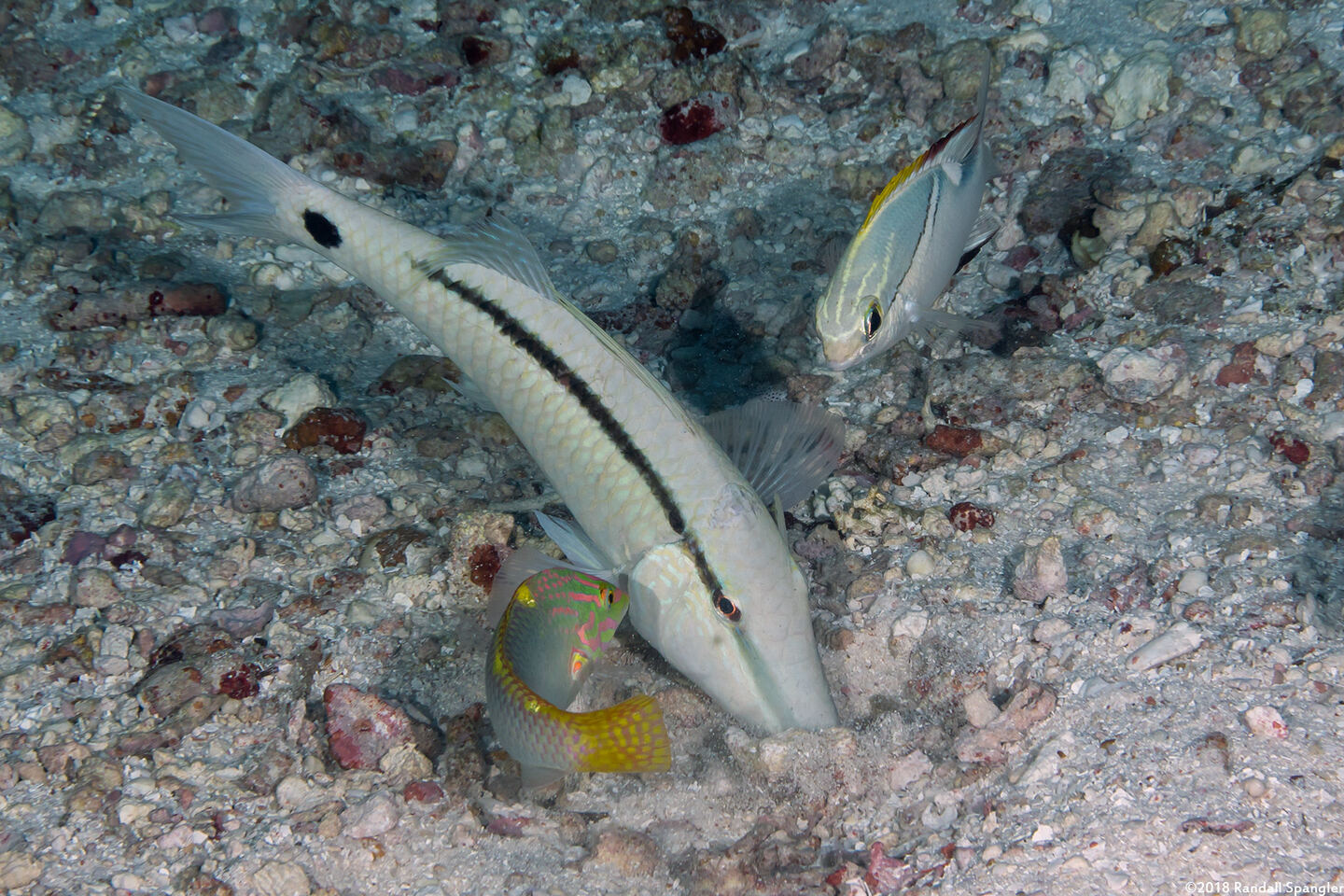 Parupeneus barberinus (Dash-Dot Goatfish)