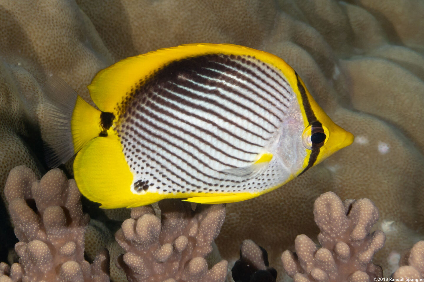 Chaetodon melannotus (Black-Backed Butterflyfish)