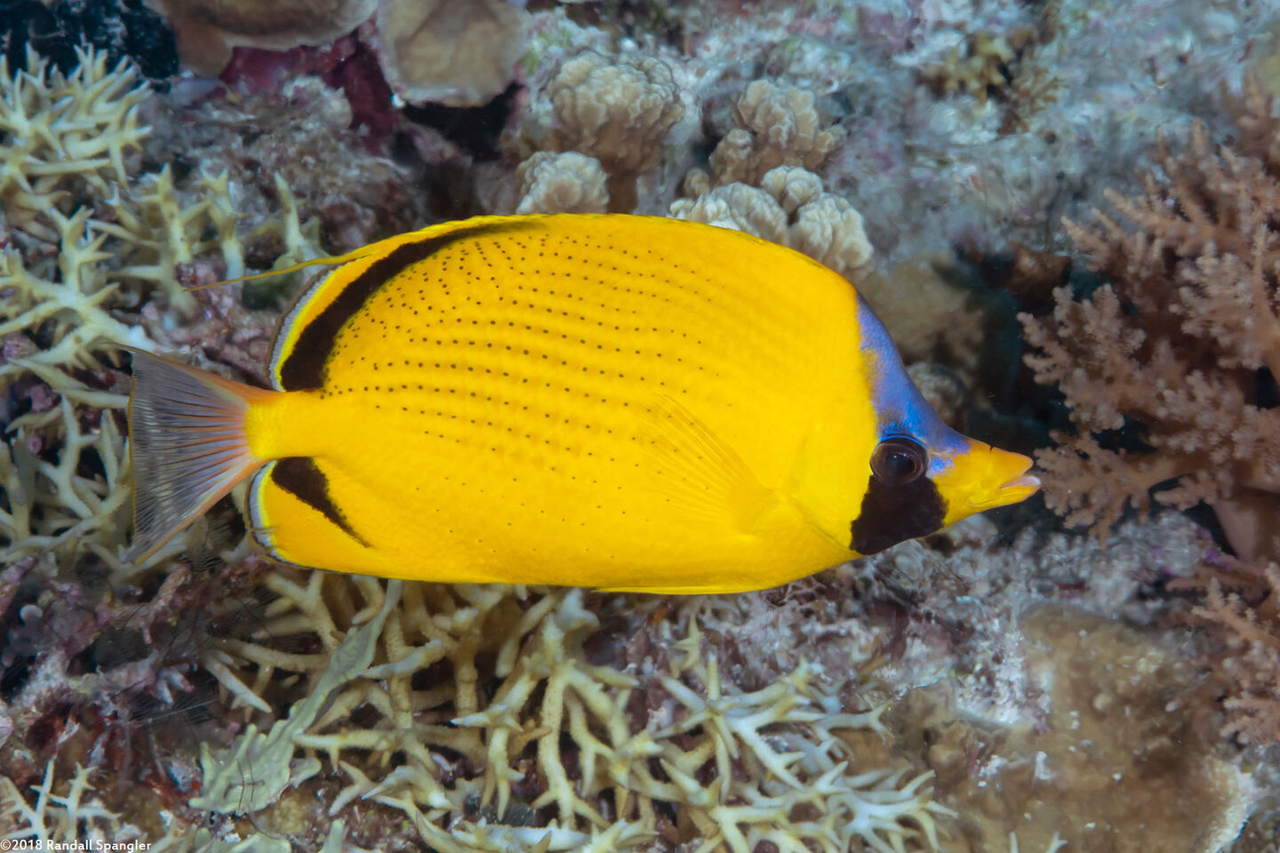 Chaetodon semeion (Dotted Butterflyfish)