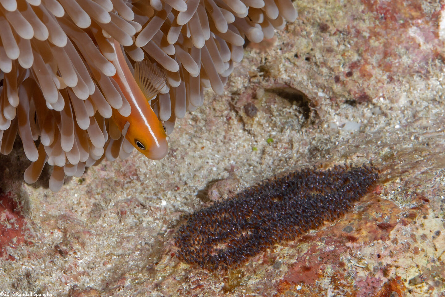 Amphiprion perideraion (Pink Anemonefish)