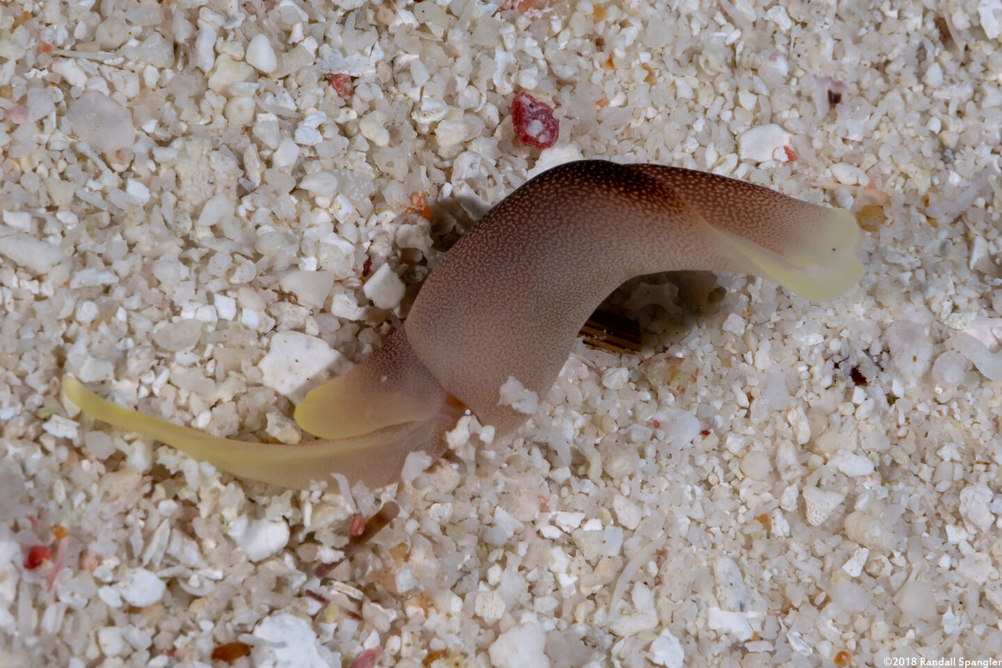 Chelidonura amoena (Lovely Headshield Slug)