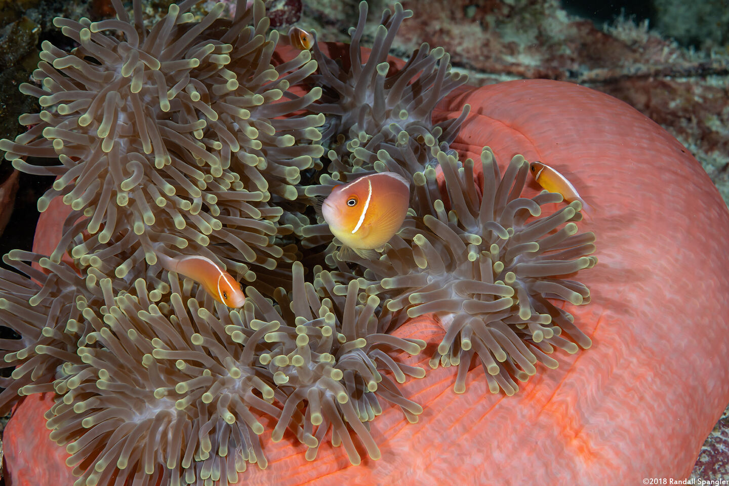 Amphiprion perideraion (Pink Anemonefish)