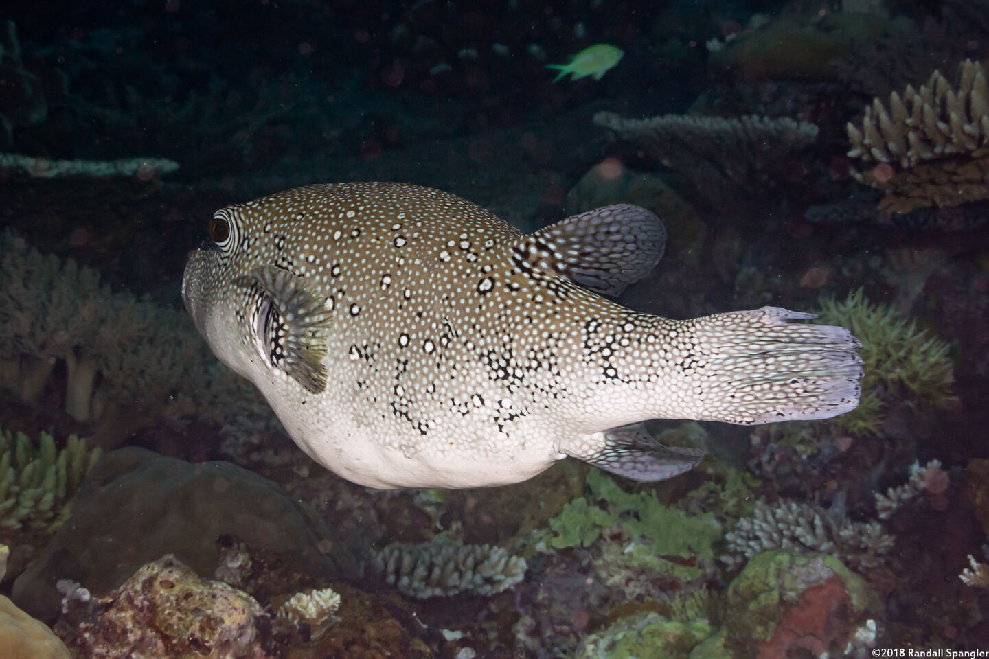 Arothron caeruleopunctatus (Blue-Spotted Puffer)