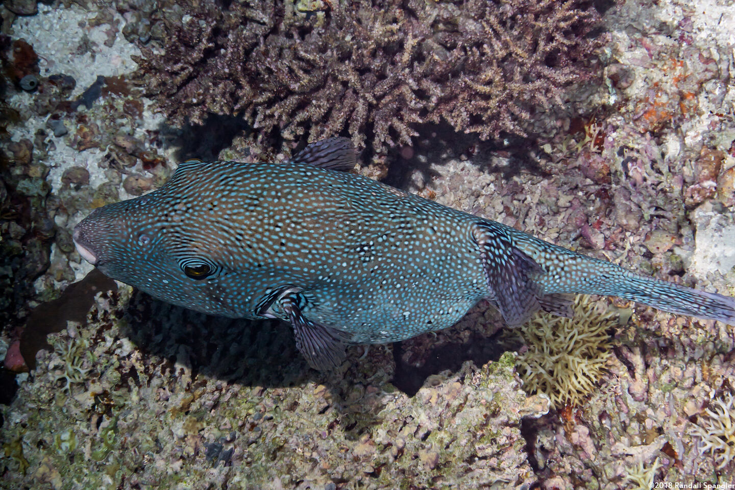 Arothron caeruleopunctatus (Blue-Spotted Puffer)