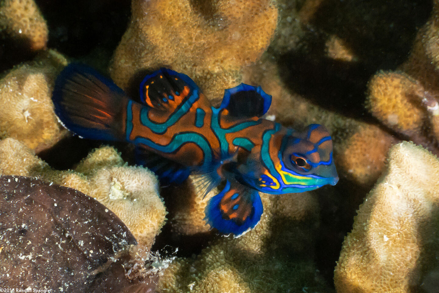 Synchiropus splendidus (Mandarinfish)