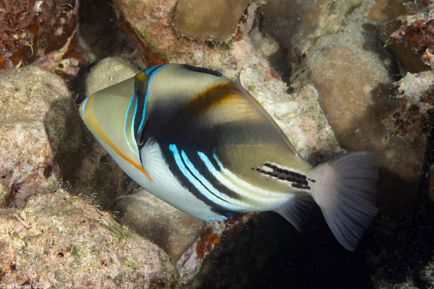 Rhinecanthus aculeatus (Lagoon Triggerfish)