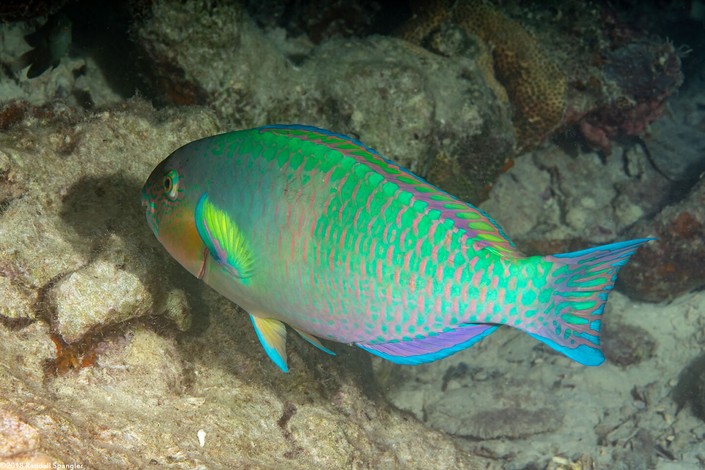 Scarus rivulatus (Surf Parrotfish)