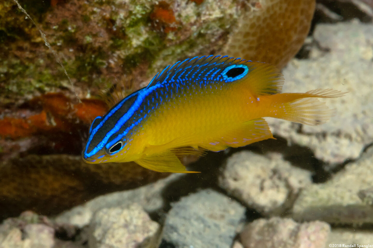 Pomacentrus simsiang (Blueback Damsel)