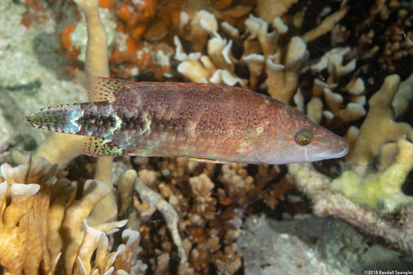 Oxycheilinus celebicus (Celebes Wrasse)