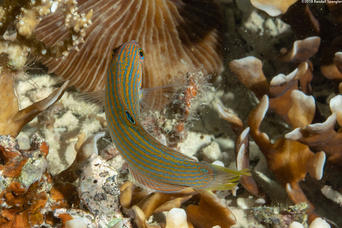 Halichoeres richmondi (Richmond's Wrasse)