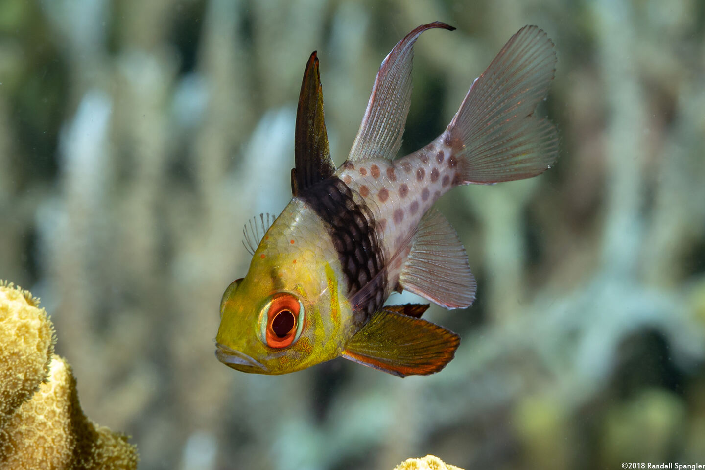 Sphaeramia nematoptera (Pajama Cardinalfish)