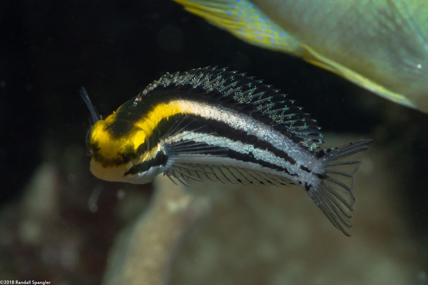 Petroscirtes breviceps (Shorthead Fangblenny)