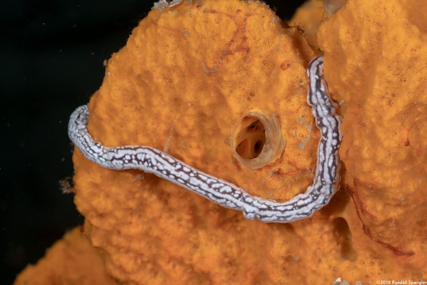 Synaptula sp.1 (Sponge Sea Cucumber)