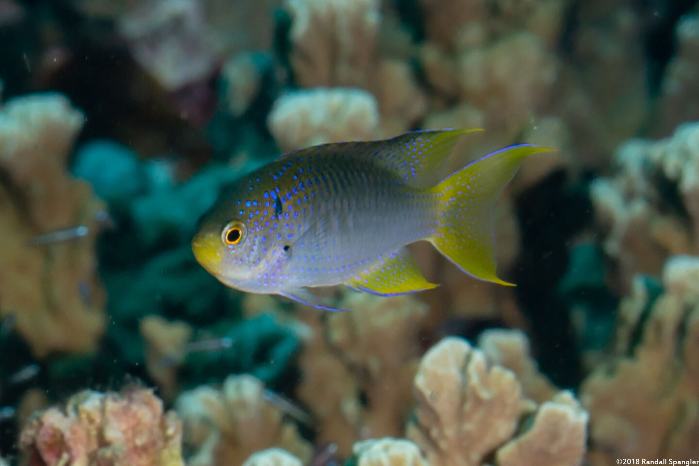 Neopomacentrus nemurus (Coral Demoiselle)