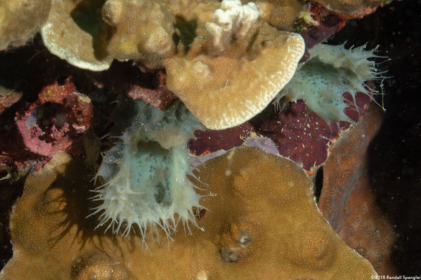 Callyspongia aerizusa (Callyspongia Aerizusa)