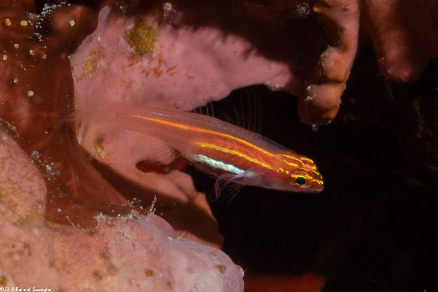 Eviota atriventris (Neon Dwarfgoby)