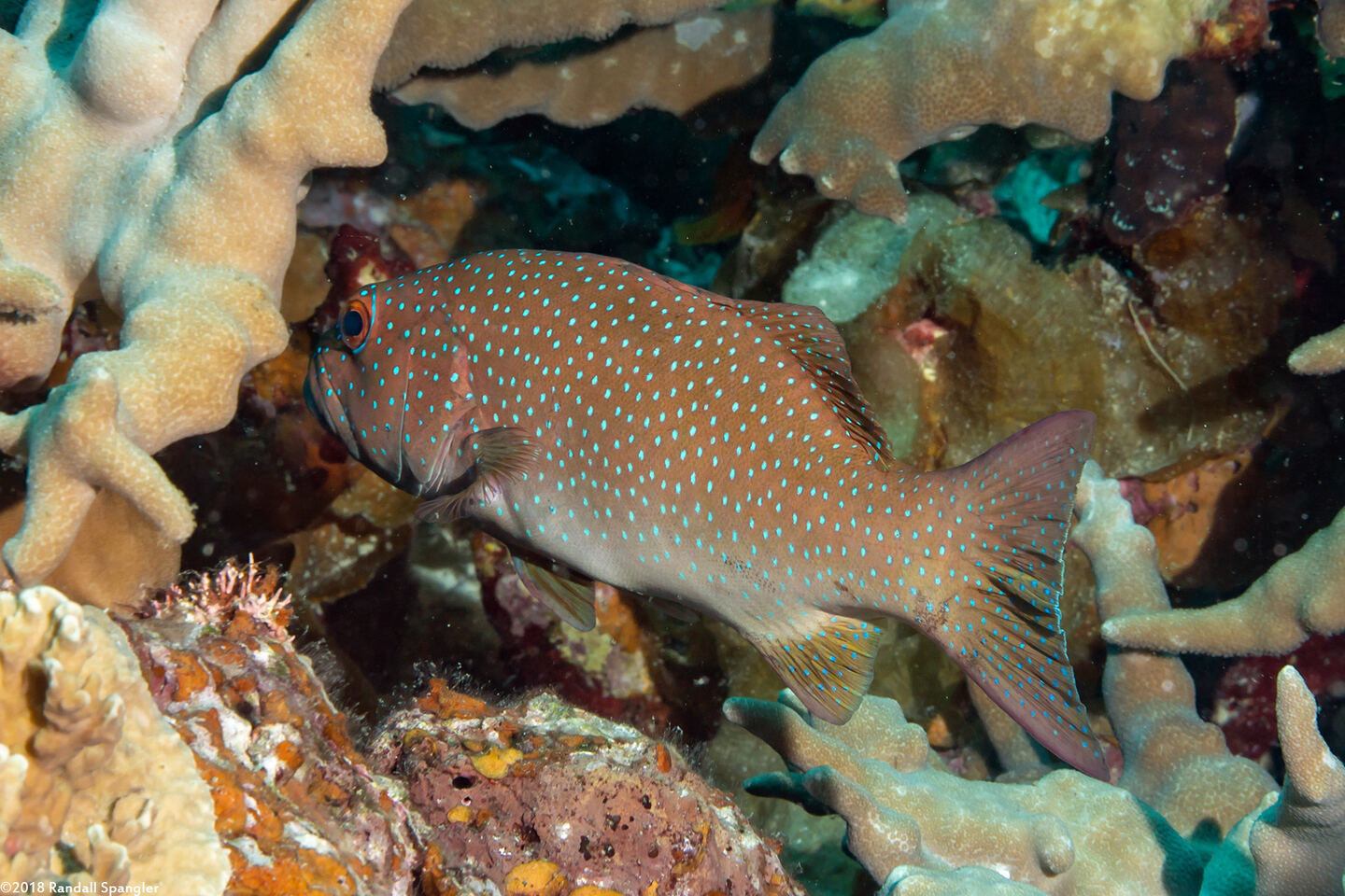 Plectropomus leopardus (Leopard Coral Grouper)