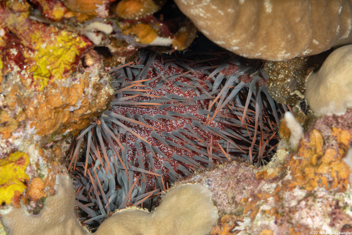 Acanthaster solaris (Crown-of-Thorns Star); Hiding in a hole in the coral