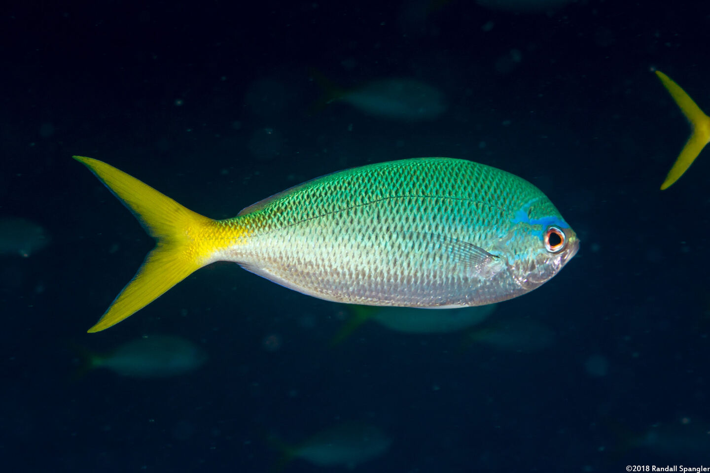 Caesio cuning (Yellowtail Fusilier)