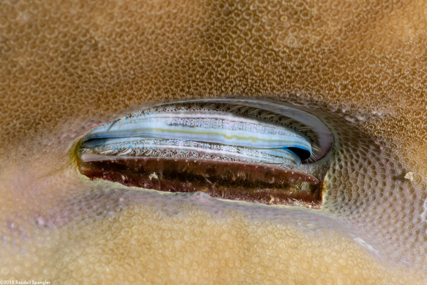 Pedum spondyloideum (Iridescent Scallop)