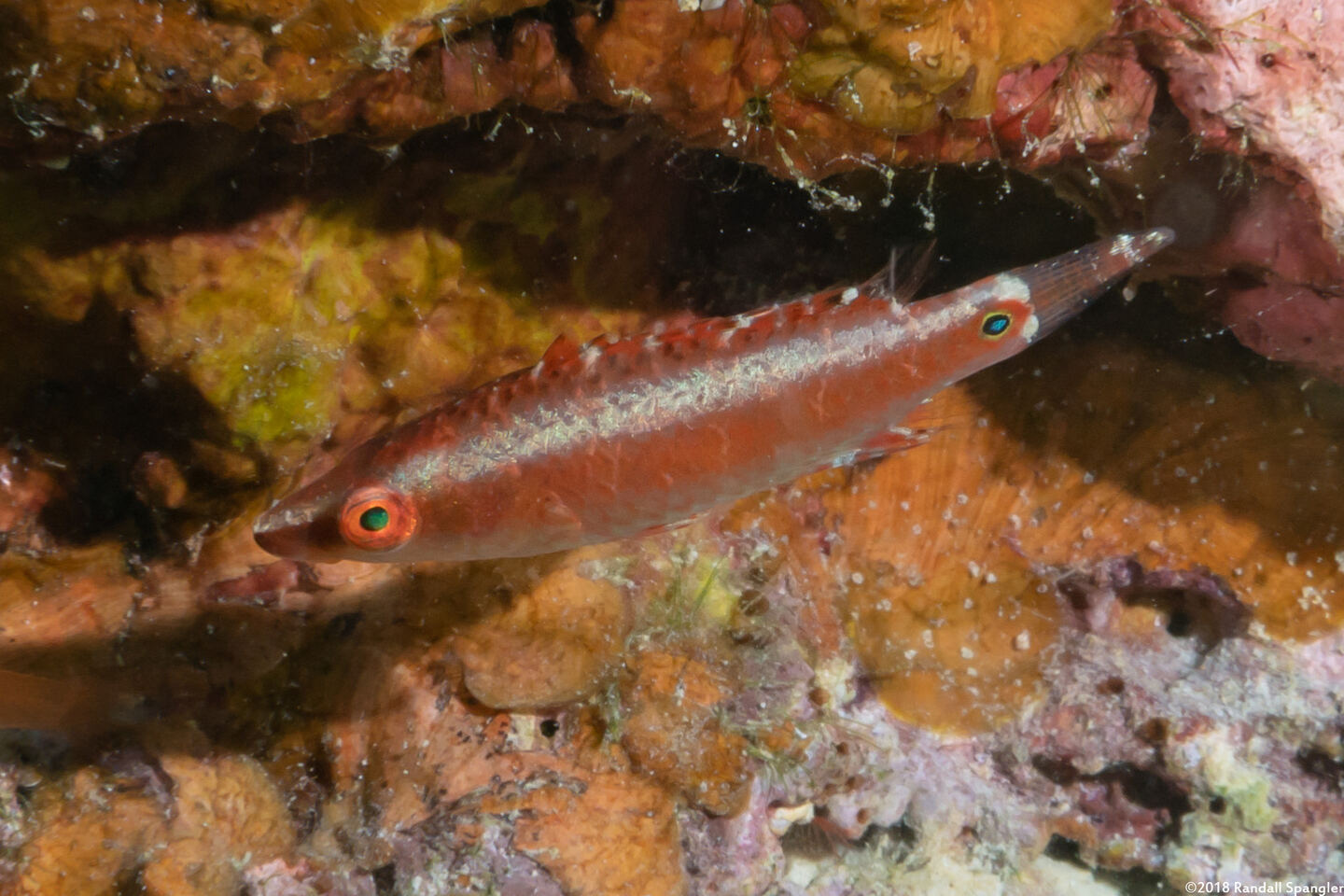 Oxycheilinus celebicus (Celebes Wrasse)