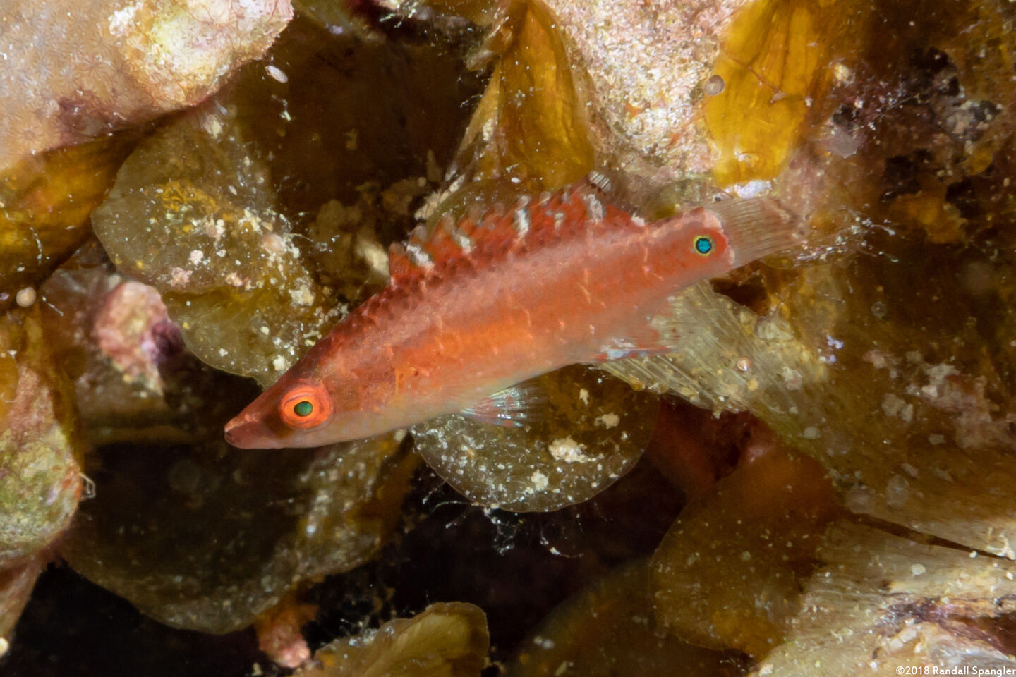 Oxycheilinus celebicus (Celebes Wrasse)
