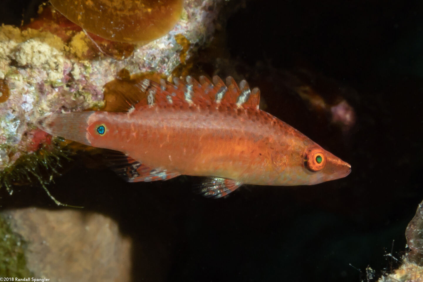 Oxycheilinus celebicus (Celebes Wrasse)
