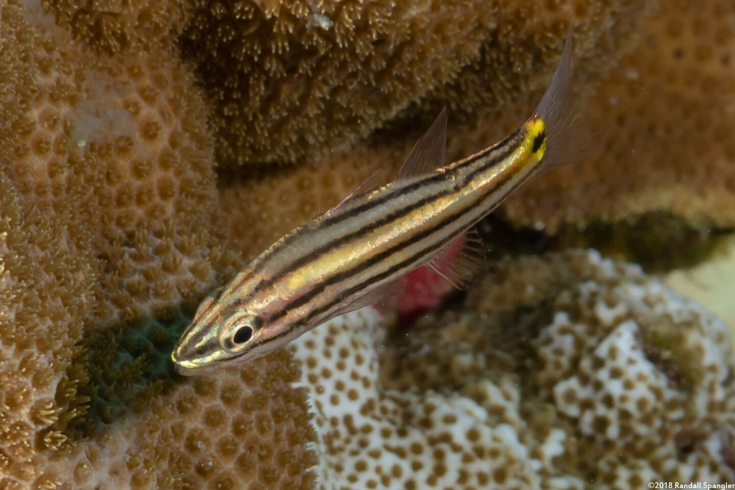 Cheilodipterus quinquelineatus (Fivelined Cardinalfish)