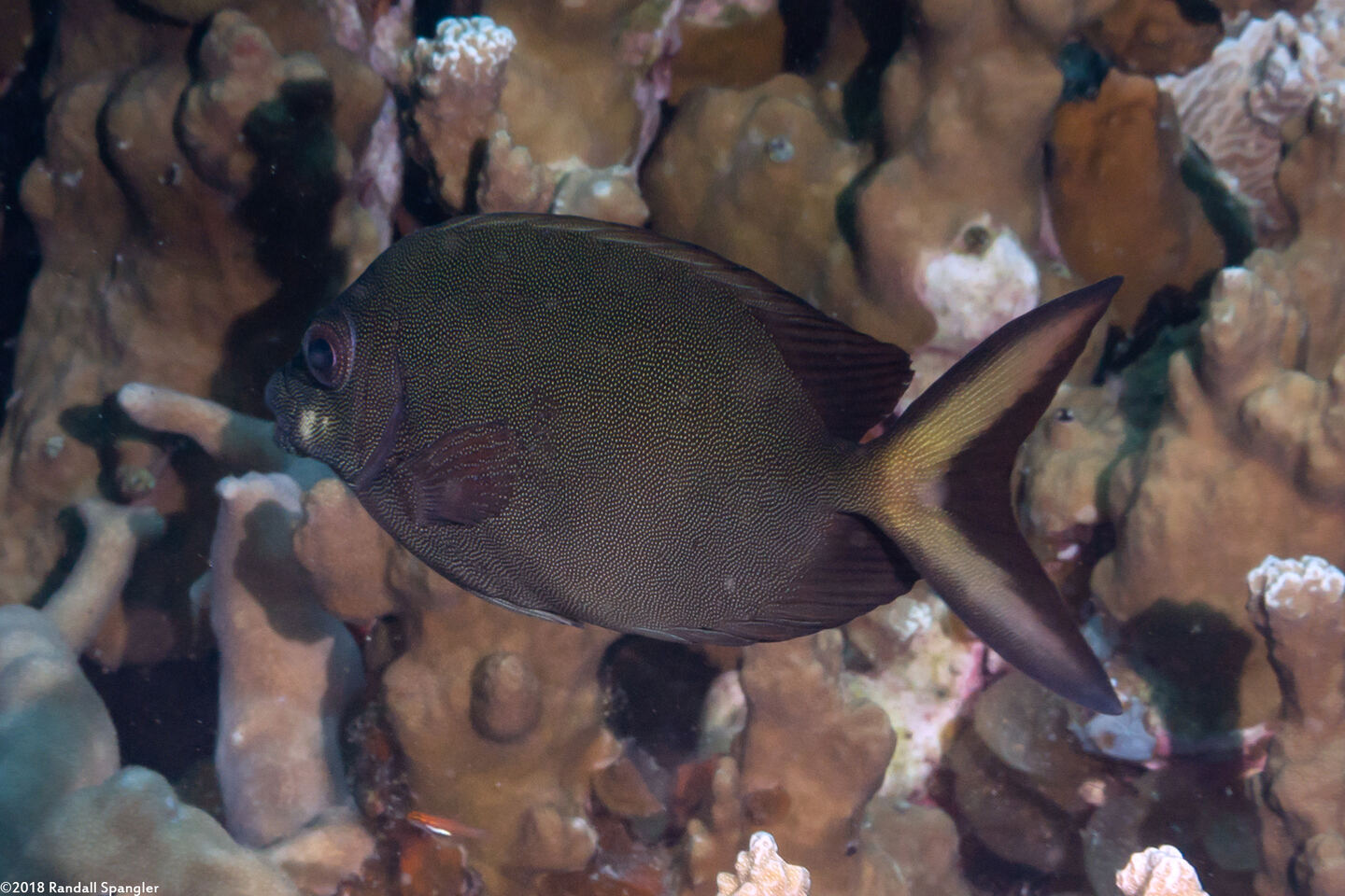 Siganus punctatissimus (Fine-Spotted Rabbitfish)