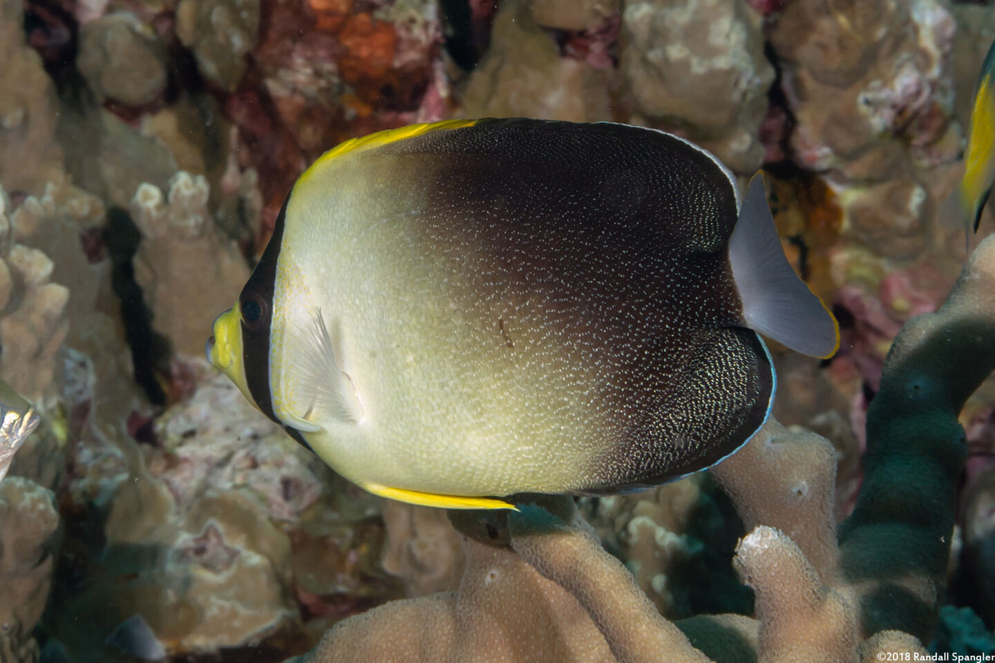 Chaetodontoplus poliourus (Graytail Angelfish)