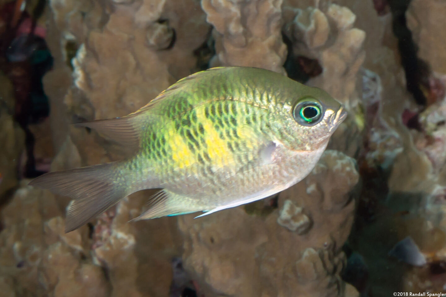 Amblyglyphidodon curacao (Staghorn Damsel)