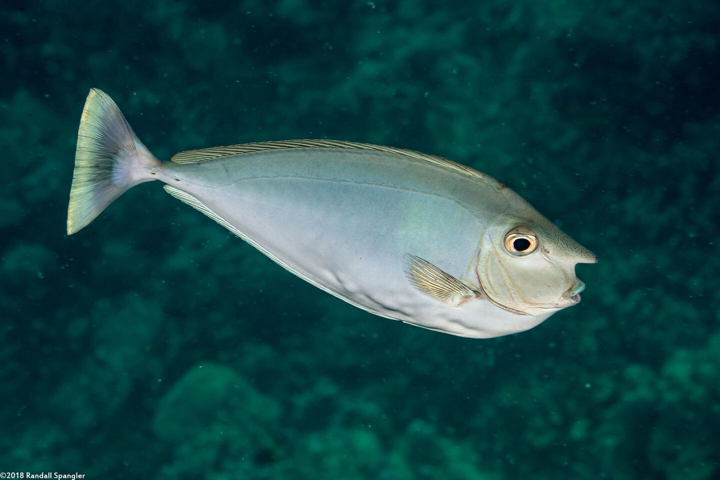 Naso brevirostris (Paletail Unicornfish)