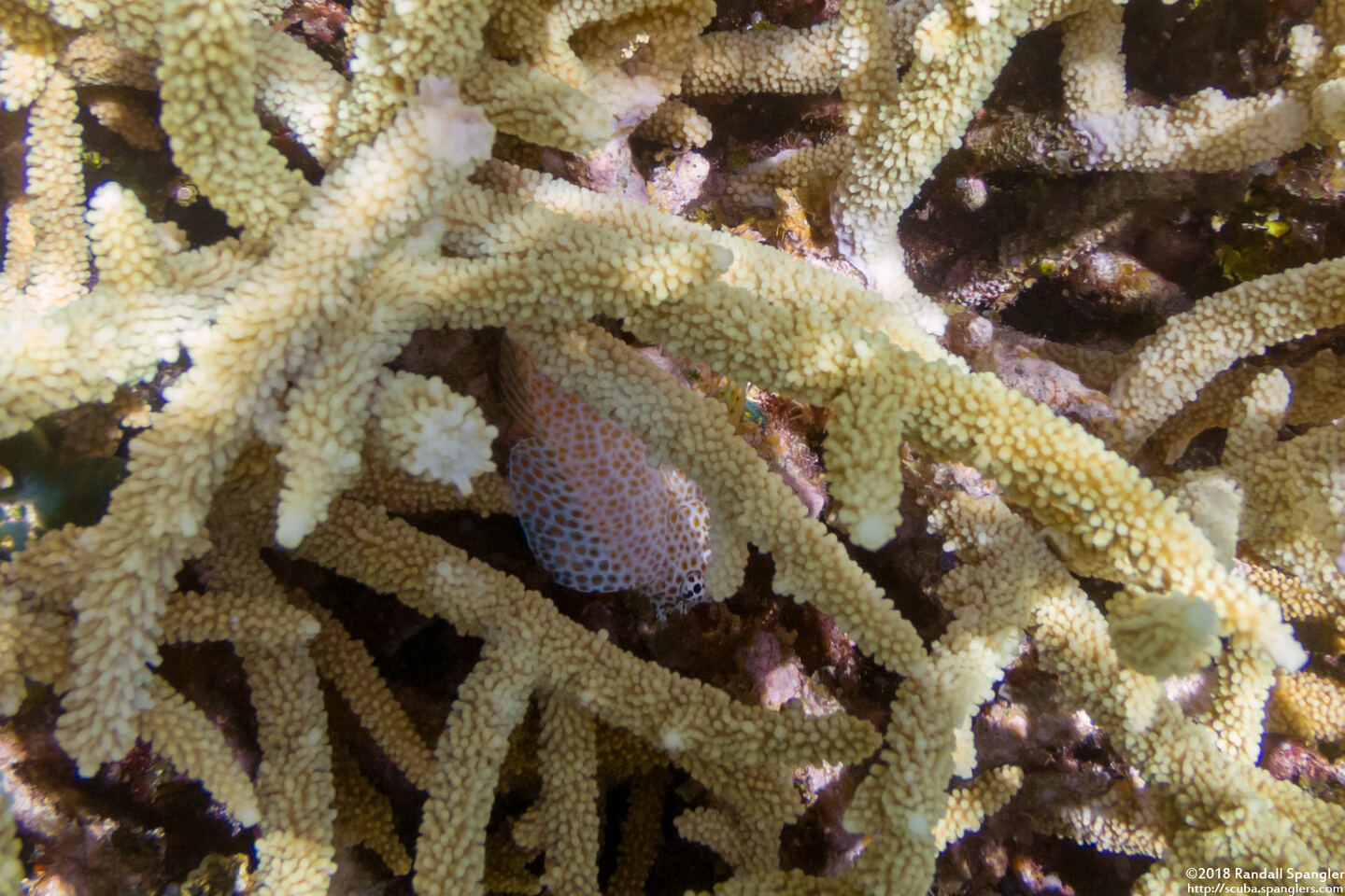 Exallias brevis (Spotted Coral Blenny)
