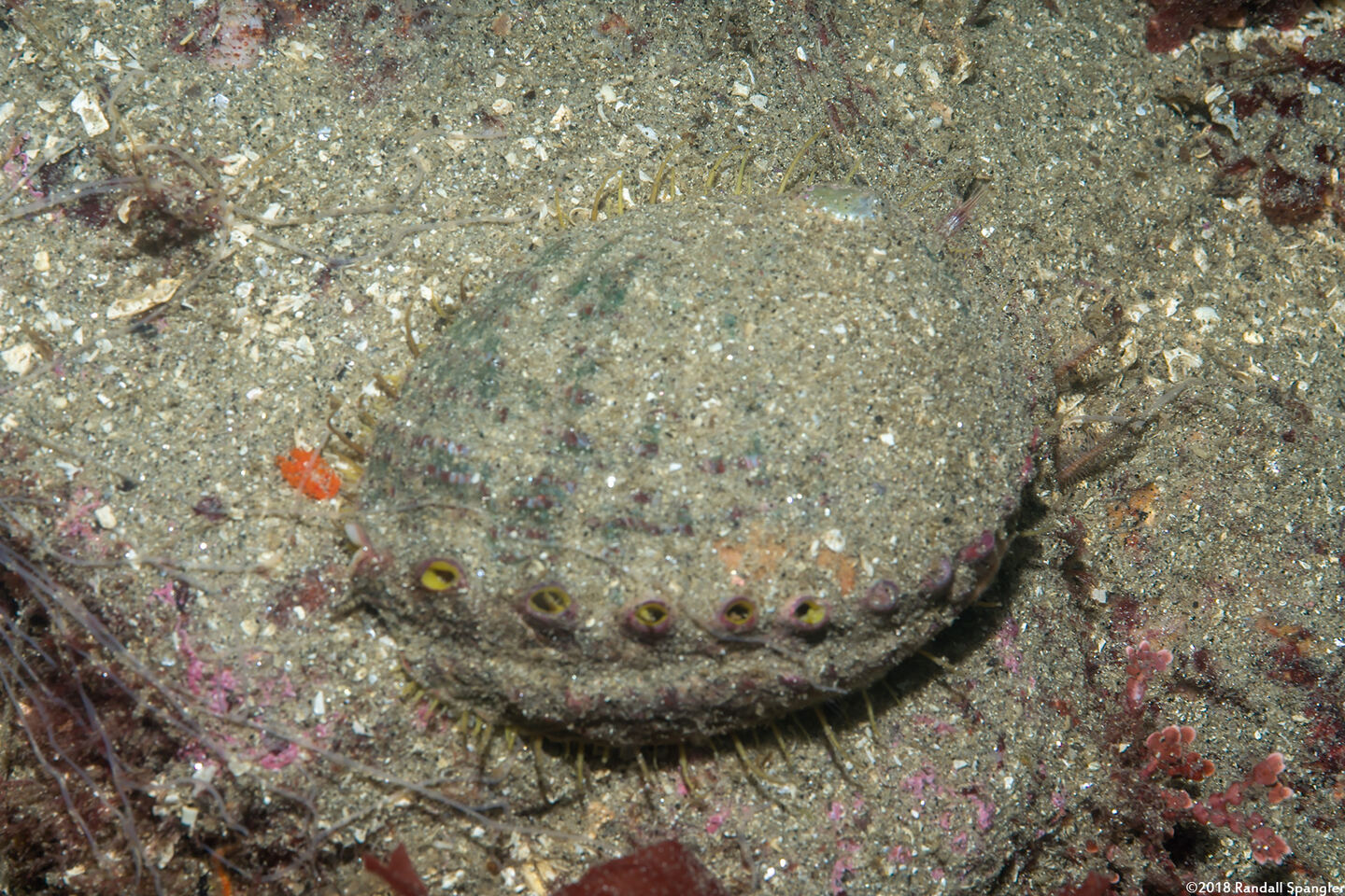 Haliotis fulgens (Green Abalone)