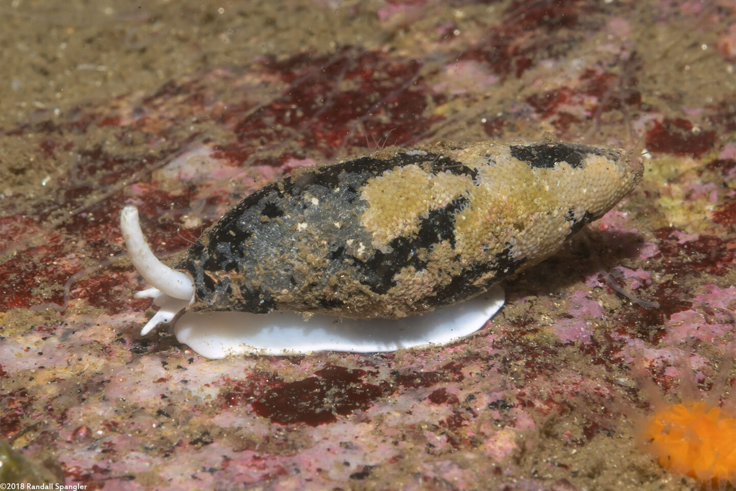 Atrimitra idae (Ida's Miter)