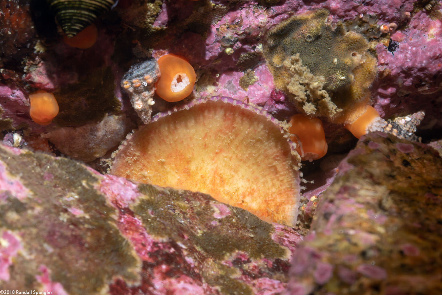 Placiphorella velata (Veiled Chiton)