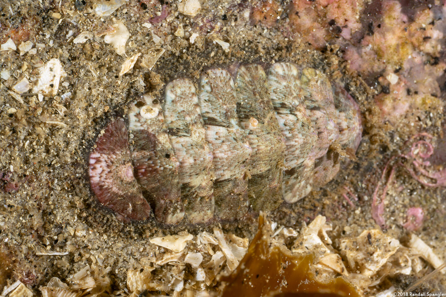Mopalia lignosa (Woody Chiton)